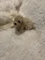 Mia - AKC Toy Poodle , a female Poodle - Toy  for sale in Elkin, NC – 3 of 10