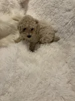 Mia - AKC Toy Poodle , a female Poodle - Toy  for sale in Elkin, NC – 7 of 10