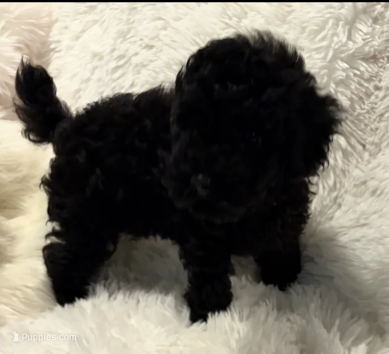 Mollie – Poodle - Toy  puppy for sale in Elkin, NC
