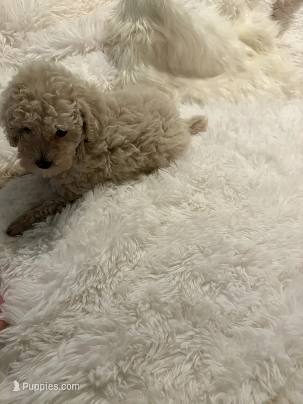 Mia - AKC Toy Poodle  – Poodle - Toy  puppy for sale in Elkin, NC