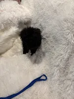 Rocky , a male Poodle - Toy  for sale in Elkin, NC – 6 of 10