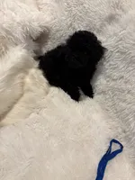 Rocky , a male Poodle - Toy  for sale in Elkin, NC – 5 of 10