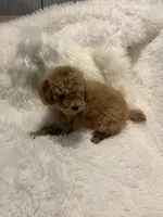 Millie, a female Poodle - Toy  for sale in Elkin, NC – 6 of 10