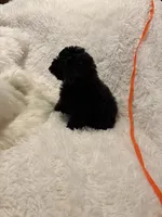 Judas, a male Poodle - Toy  for sale in Elkin, NC – 5 of 10