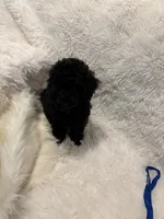 Rocky , a male Poodle - Toy  for sale in Elkin, NC – 8 of 10
