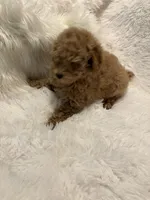 Millie, a female Poodle - Toy  for sale in Elkin, NC – 10 of 10