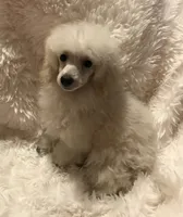 Shea, a female Poodle - Toy  for sale in Elkin, NC – Photo 8 of 10