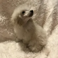 Shea, a female Poodle - Toy  for sale in Elkin, NC – Photo 10 of 10