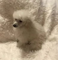 Shea, a female Poodle - Toy  for sale in Elkin, NC – Photo 4 of 10