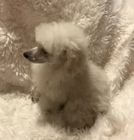 Shea, a female Poodle - Toy  for sale in Elkin, NC – Photo 6 of 10