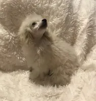 Shea, a female Poodle - Toy  for sale in Elkin, NC – Photo 5 of 10