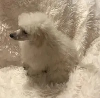 Shea, a female Poodle - Toy  for sale in Elkin, NC – Photo 7 of 10