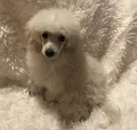 Shea, a female Poodle - Toy  for sale in Elkin, NC – Photo 9 of 10