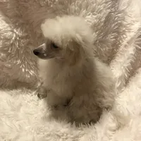 Shea, a female Poodle - Toy  for sale in Elkin, NC – Photo 3 of 10