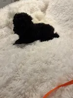 Judas, a male Poodle - Toy  for sale in Elkin, NC – 9 of 10
