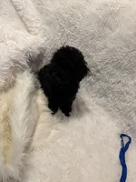 Rocky , a male Poodle - Toy  for sale in Elkin, NC – 3 of 10