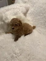 Millie, a female Poodle - Toy  for sale in Elkin, NC – 8 of 10