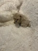 Mia - AKC Toy Poodle , a female Poodle - Toy  for sale in Elkin, NC – 8 of 10
