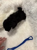 Rocky , a male Poodle - Toy  for sale in Elkin, NC – 2 of 10