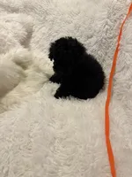 Judas, a male Poodle - Toy  for sale in Elkin, NC – 3 of 10