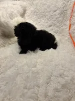 Judas, a male Poodle - Toy  for sale in Elkin, NC – 10 of 10