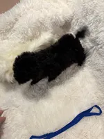 Rocky , a male Poodle - Toy  for sale in Elkin, NC – 9 of 10
