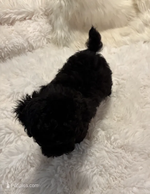 Rocky  – Poodle - Toy  puppy for sale in Elkin, NC