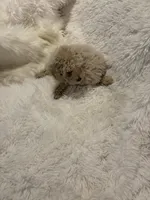 Mia - AKC Toy Poodle , a female Poodle - Toy  for sale in Elkin, NC – 10 of 10