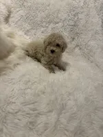 Mia - AKC Toy Poodle , a female Poodle - Toy  for sale in Elkin, NC – 6 of 10