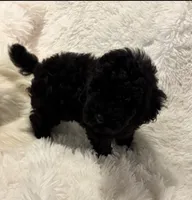 Mollie, a female Poodle - Toy  for sale in Elkin, NC – 3 of 8