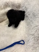 Rocky , a male Poodle - Toy  for sale in Elkin, NC – 7 of 10
