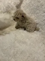 Mia - AKC Toy Poodle , a female Poodle - Toy  for sale in Elkin, NC – 2 of 10