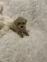 Mia - AKC Toy Poodle , a female Poodle - Toy  for sale in Elkin, NC – 4 of 10