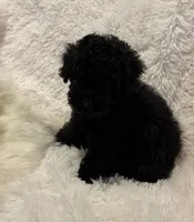 Mollie, a female Poodle - Toy  for sale in Elkin, NC – 6 of 8