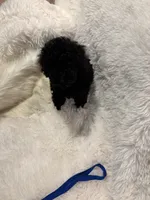 Rocky , a male Poodle - Toy  for sale in Elkin, NC – 4 of 10