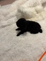 Judas, a male Poodle - Toy  for sale in Elkin, NC – 2 of 10