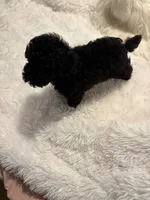 Judas, a male Poodle - Toy  for sale in Elkin, NC – 8 of 10