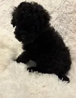 Mollie, a female Poodle - Toy  for sale in Elkin, NC – 8 of 8