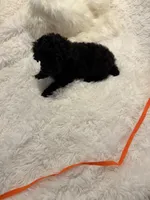 Judas, a male Poodle - Toy  for sale in Elkin, NC – 4 of 10