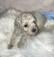 Mia - AKC Toy Poodle , a female Poodle - Toy  for sale in Elkin, NC – 5 of 10