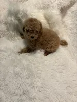 Millie, a female Poodle - Toy  for sale in Elkin, NC – 7 of 10