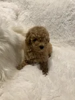 Millie, a female Poodle - Toy  for sale in Elkin, NC – 3 of 10