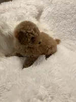 Millie, a female Poodle - Toy  for sale in Elkin, NC – 2 of 10