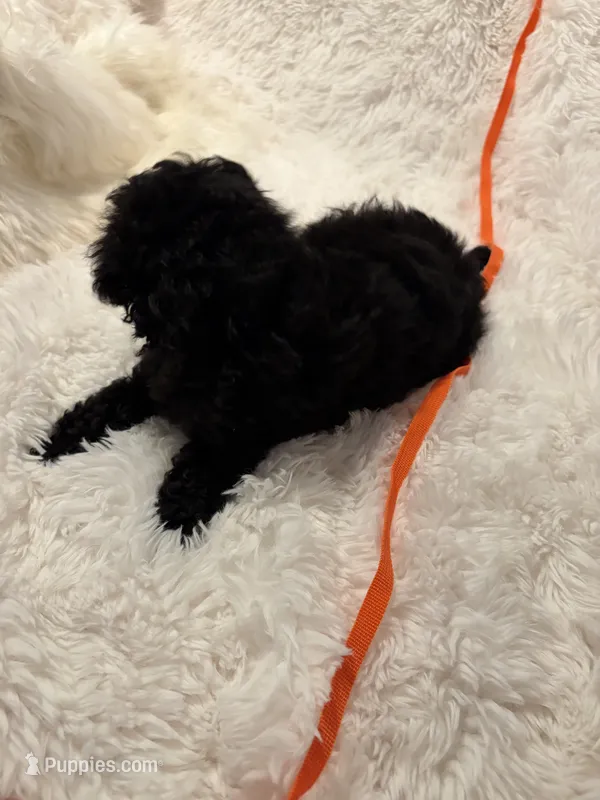 Judas – Poodle - Toy  puppy for sale in Elkin, NC