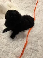 Judas, a male Poodle - Toy  for sale in Elkin, NC – 6 of 10