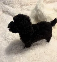 Mollie, a female Poodle - Toy  for sale in Elkin, NC – 5 of 8