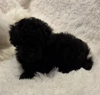 Mollie, a female Poodle - Toy  for sale in Elkin, NC – 4 of 8