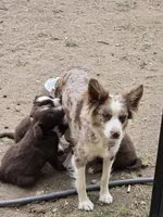 Junior, a male Miniature Australian Shepherd for sale in Clayton, NM – Photo 4 of 4