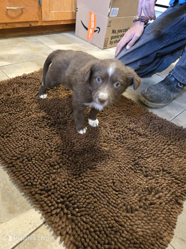 Junior – Miniature Australian Shepherd puppy for sale in Clayton, NM