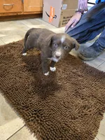 Susanna, a female Miniature Australian Shepherd for sale in Clayton, NM – Photo 1 of 4